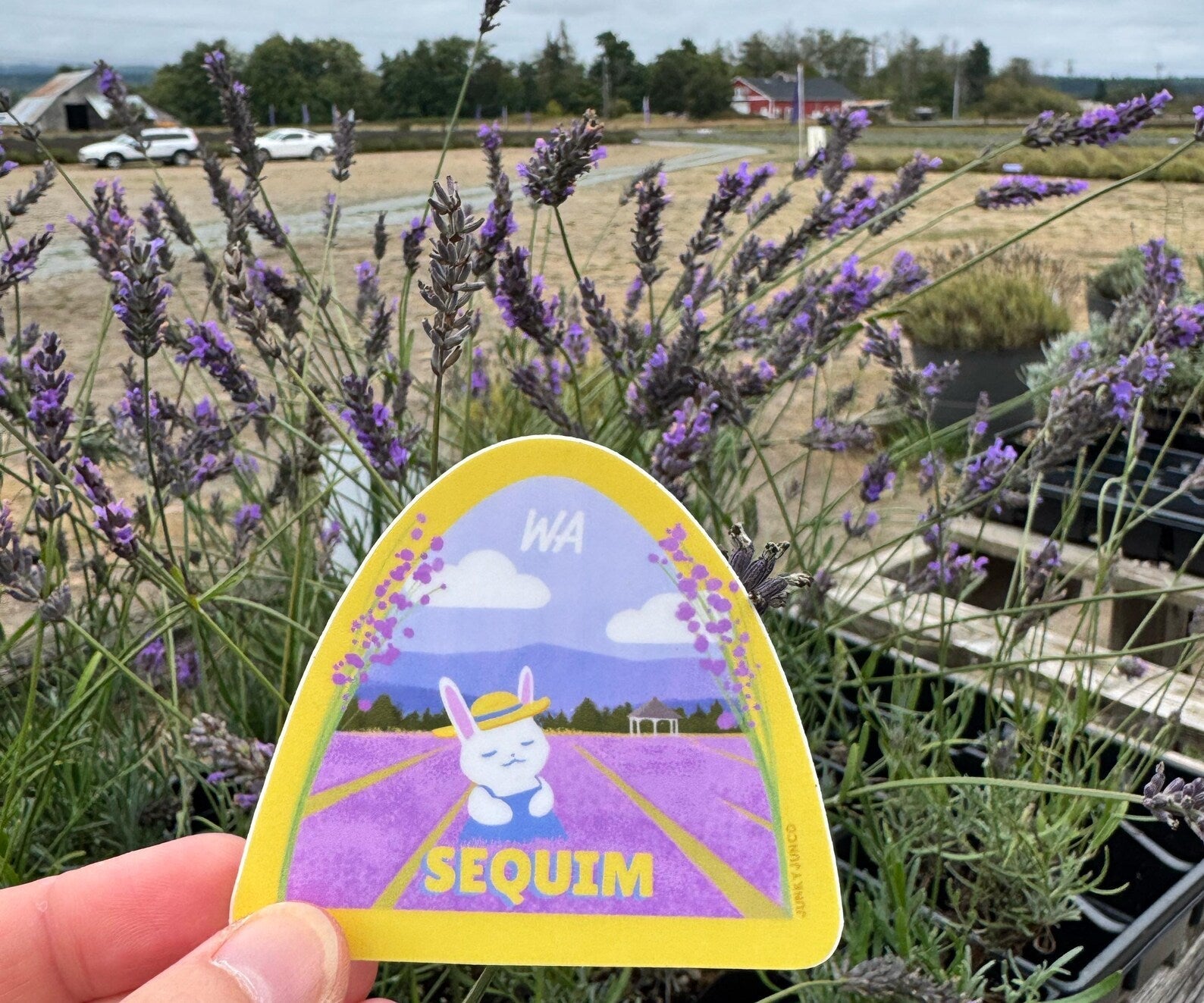 Inside the Rainshadow